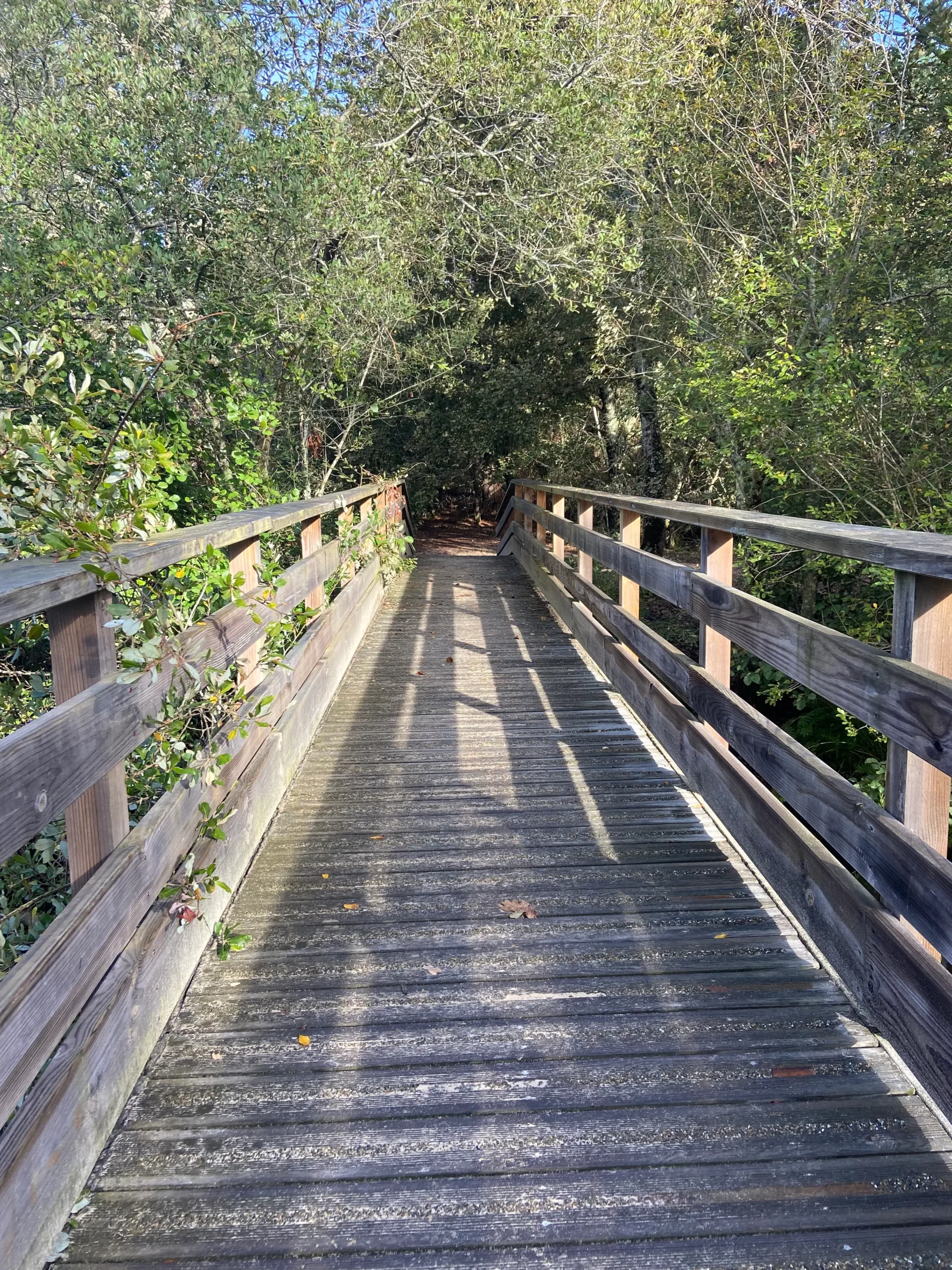 cercle sophrologie en ligne automne